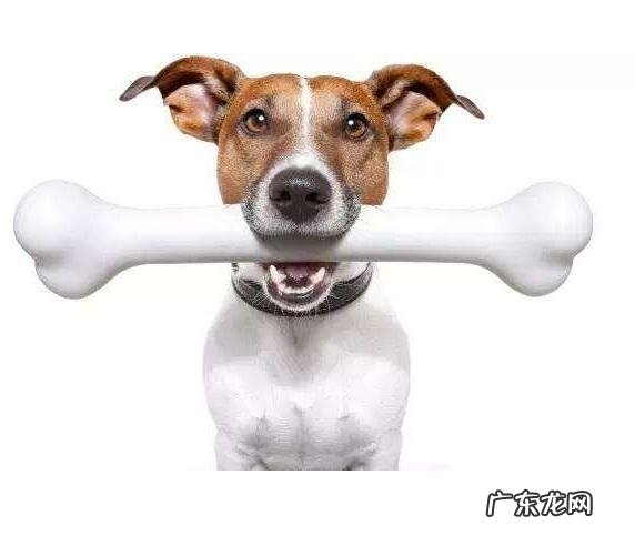 狗狗不能吃的物品有什么？