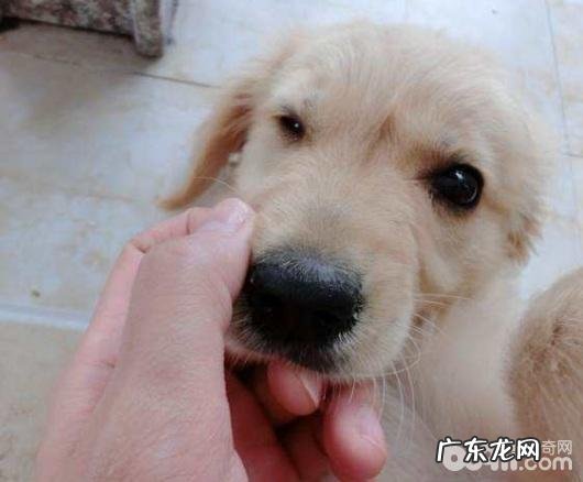 狗狗不能吃的物品有什么？