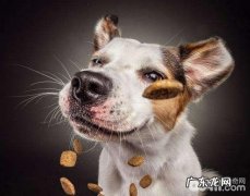 小狗营养搭配，小狗营养搭配的错误观念有什么？