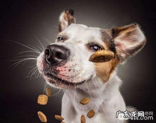 小狗营养搭配,小狗营养搭配的错误观念有什么?