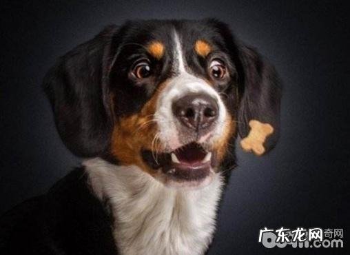 小狗营养搭配,小狗营养搭配的错误观念有什么?