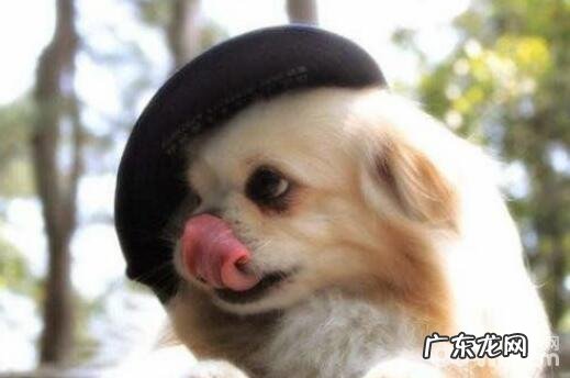 五种常常误解的小狗姿势,小狗姿势的含意