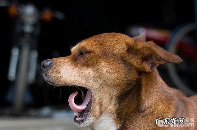 五种常常误解的小狗姿势,小狗姿势的含意