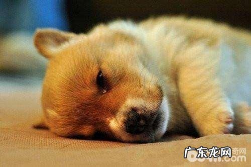 狗狗打嗝的原因是什么,狗狗打嗝应当该怎么办