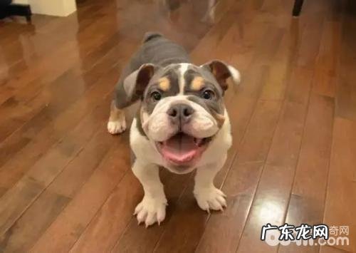 狗狗打嗝的原因是什么,狗狗打嗝应当该怎么办