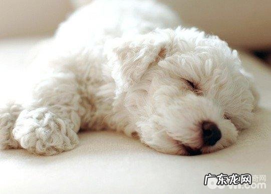 狗狗打嗝的原因是什么,狗狗打嗝应当该怎么办