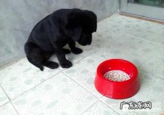 狗粮怎么泡，泡犬粮的常见问题都有哪些