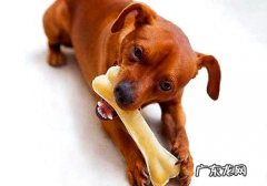 狗狗吃骨头被卡死，狗狗吃骨头被卡死应当如何处理