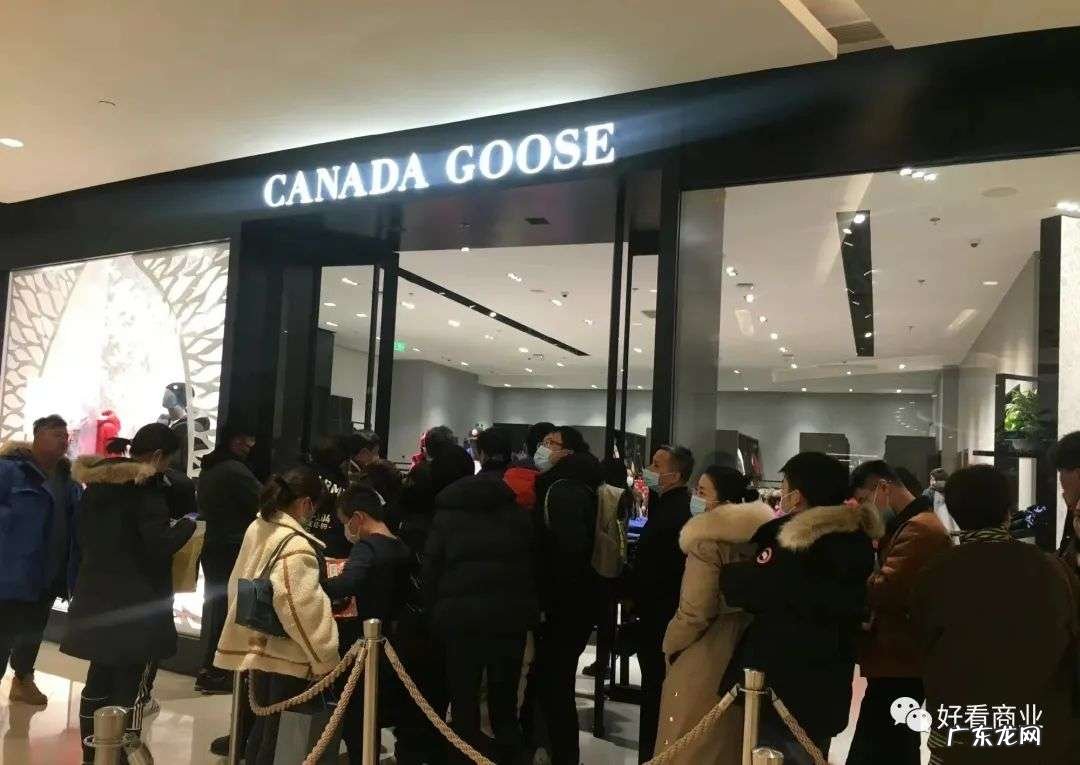 加拿大鹅有点飘