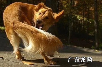 小狗太开朗应当该怎么办,小狗太开朗的缘故