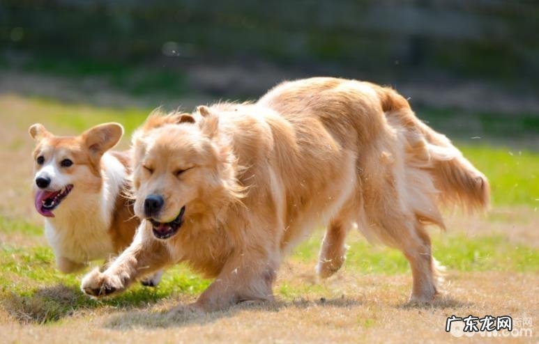 小狗太开朗应当该怎么办,小狗太开朗的缘故