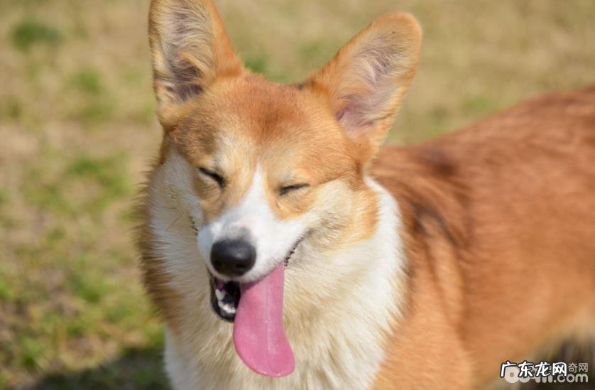 小狗太开朗应当该怎么办,小狗太开朗的缘故