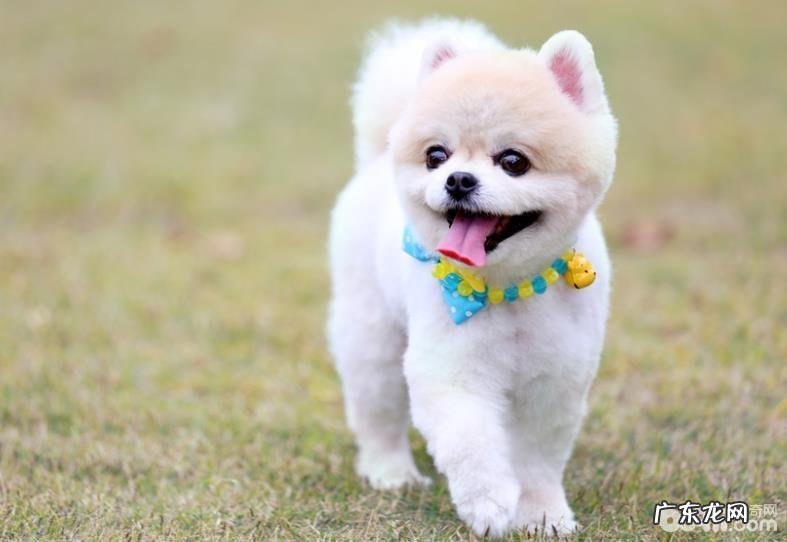 小狗太开朗应当该怎么办,小狗太开朗的缘故