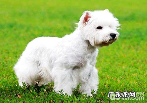 汇总不易掉毛的六种小狗,不易掉毛的小狗有什么