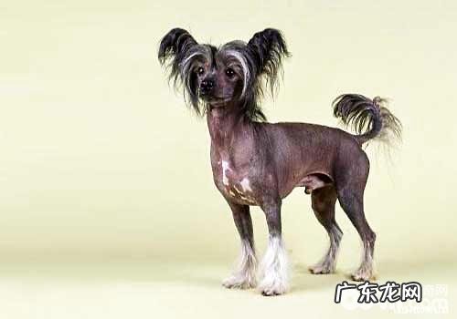 汇总不易掉毛的六种小狗,不易掉毛的小狗有什么