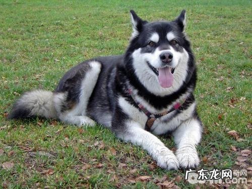 饲养阿拉斯加犬要注意什么,喂哪些对阿拉斯加犬头发好