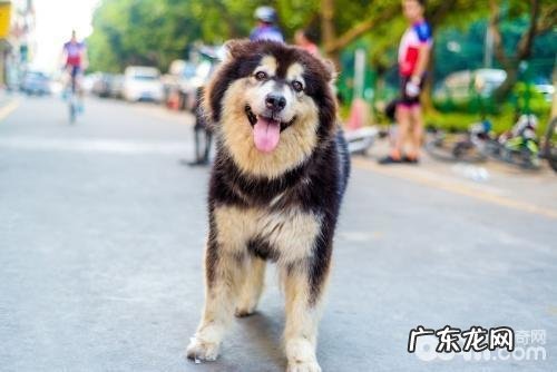 饲养阿拉斯加犬要注意什么,喂哪些对阿拉斯加犬头发好