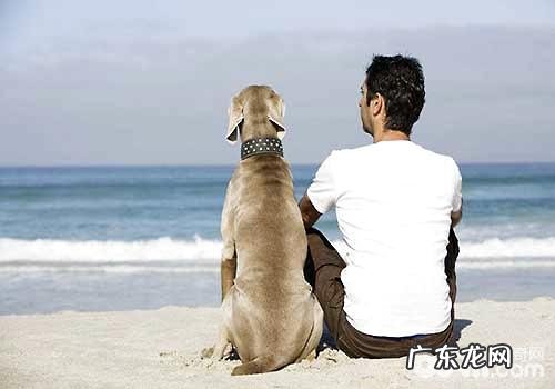 怎么让小狗觉得幸福快乐,八件能够提升 小狗满足感的事儿