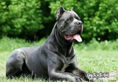 饲养大型狗的方式，饲养大型狗应当注意什么