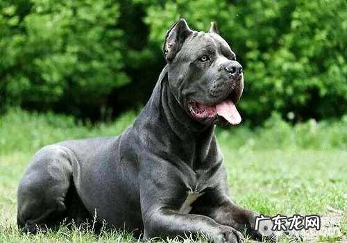 饲养大型狗的方式,饲养大型狗应当注意什么