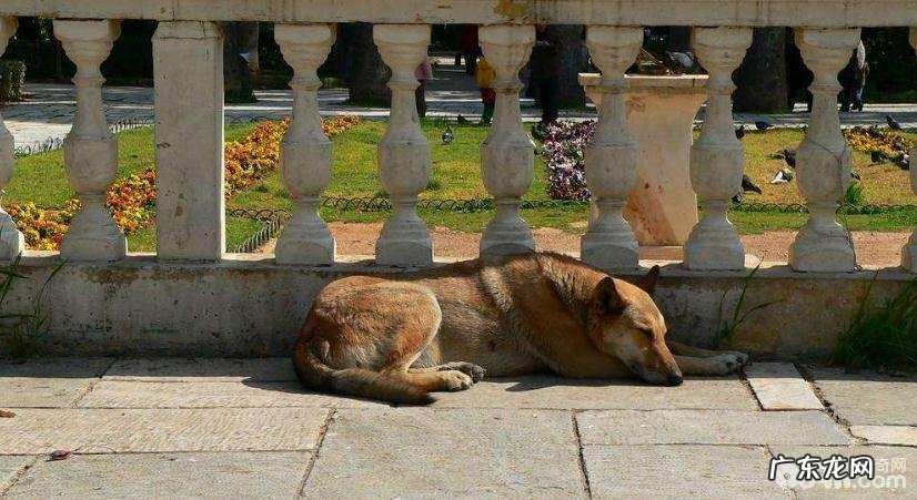 走丢的小狗为何不能自身寻找回来的路