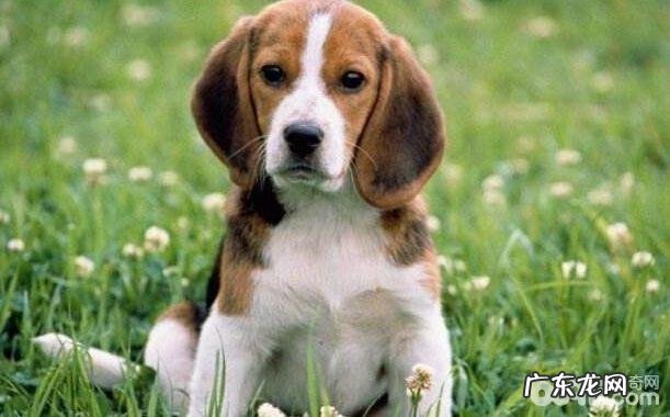 走丢的小狗为何不能自身寻找回来的路