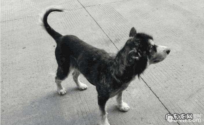 走丢的小狗为何不能自身寻找回来的路