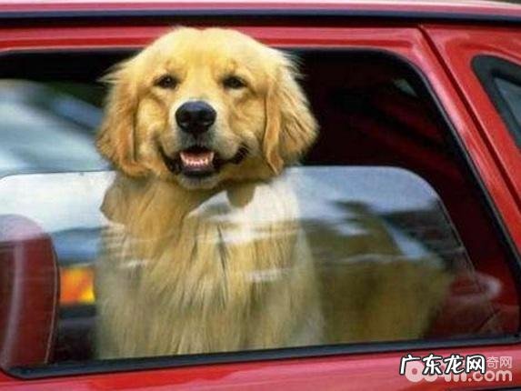 防止小狗中署的对策,小狗防止中暑要注意什么