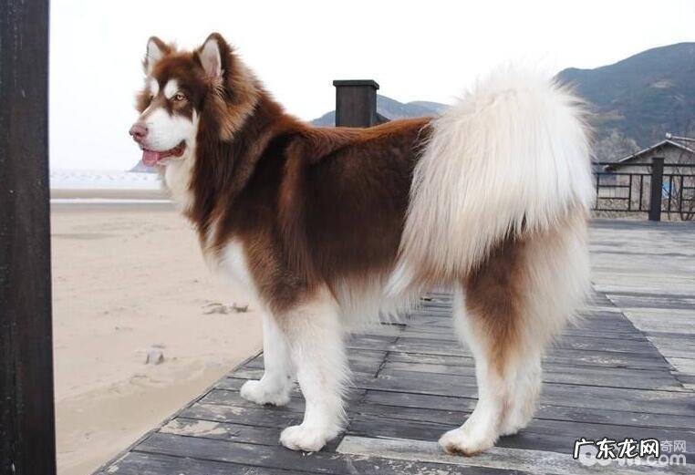 如何区分金毛和阿拉斯加犬,金毛和阿拉斯加犬的差别有什么