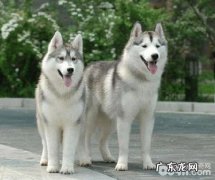 如何区分金毛和阿拉斯加犬，金毛和阿拉斯加犬的差别有什么