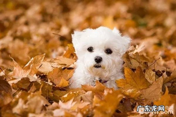 冬季养宠物常见问题如何为小狗搞好防寒保暖对策