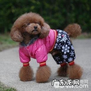 冬季养宠物常见问题如何为小狗搞好防寒保暖对策