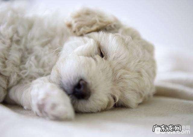 冬季养宠物常见问题如何为小狗搞好防寒保暖对策