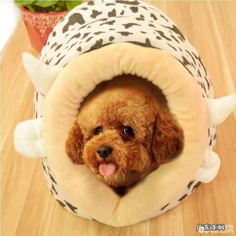 冬季养宠物常见问题如何为小狗搞好防寒保暖对策