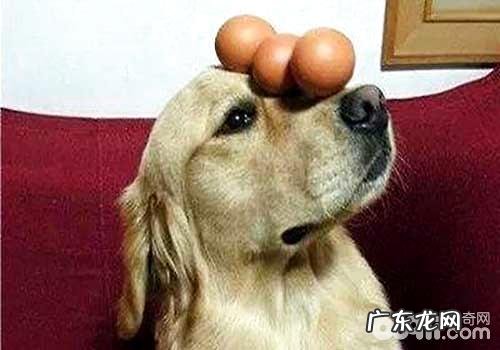 小狗能不能多吃鸡蛋,狗狗吃鸡蛋应当注意什么