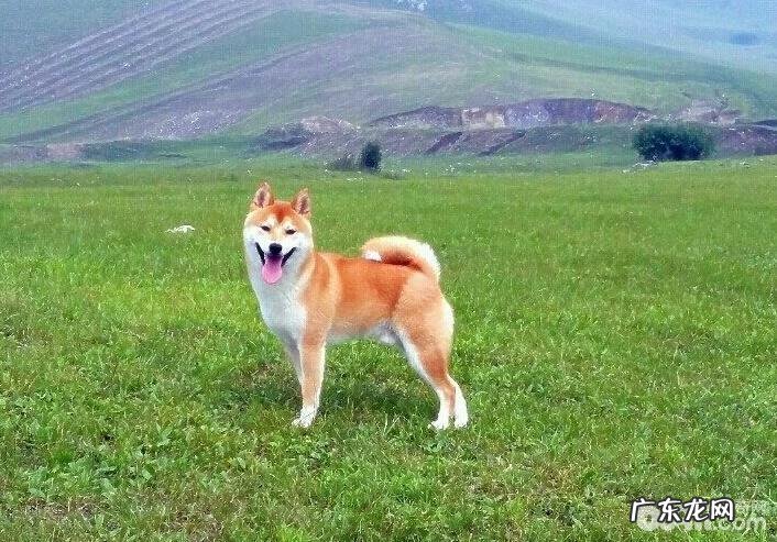 柴犬和秋田犬有什么不同？