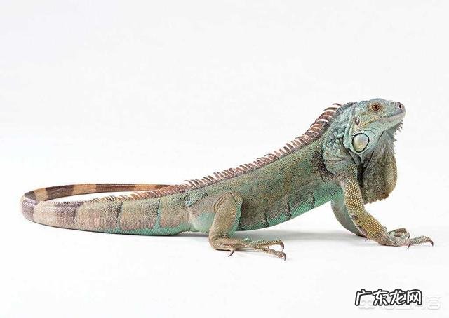 变温动物如何演化为恒温动物？目前认为最原始的恒温动物是什么？