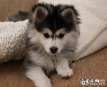 防止小狗中署的方式都有哪些