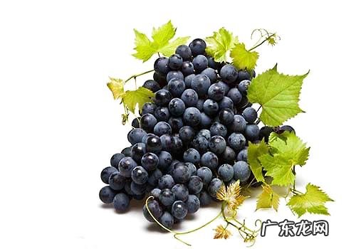 狗狗吃葡萄,狗狗吃葡萄怎么样