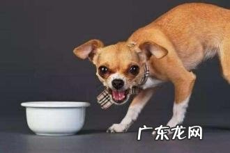 小狗担心的味道都有哪些,小狗担心哪些味道