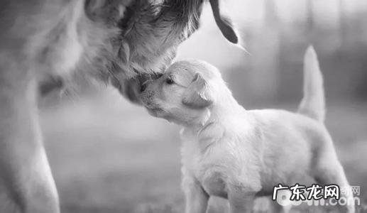 小狗担心的味道都有哪些,小狗担心哪些味道