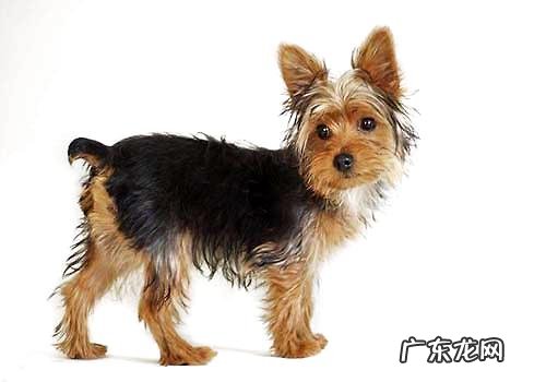 四种最合适家里养不掉毛感受轻的小狗