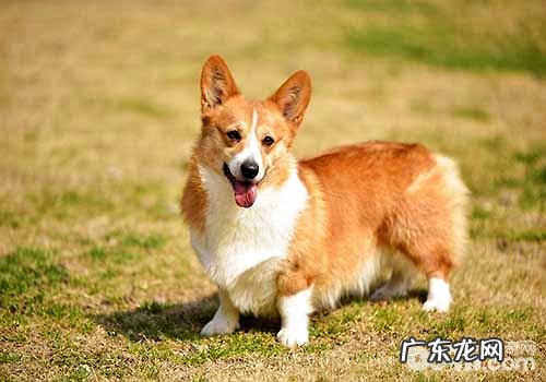 四种最合适家里养不掉毛感受轻的小狗