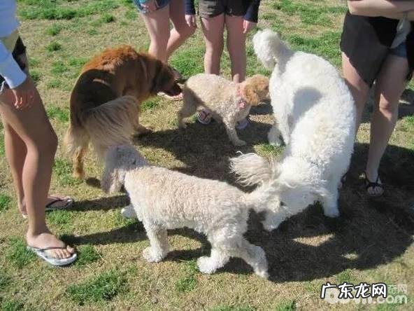 小狗怎么会相互之间闻屁股呢