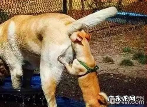 小狗怎么会相互之间闻屁股呢