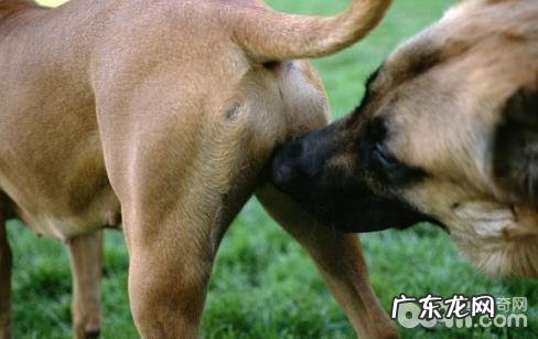 小狗怎么会相互之间闻屁股呢