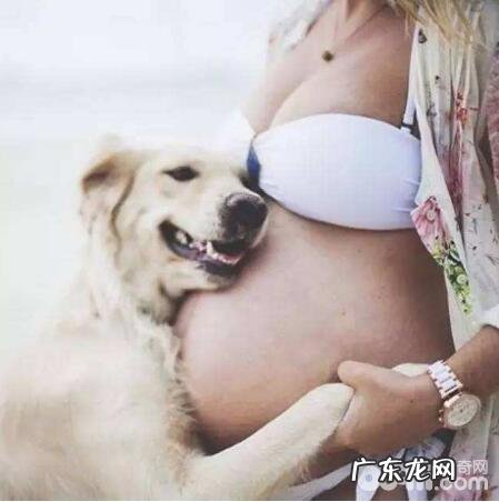 怀孕期能不能养宠物，怀孕期养宠物的常见问题