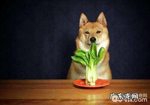 狗狗不能吃的蔬菜水果都有哪些