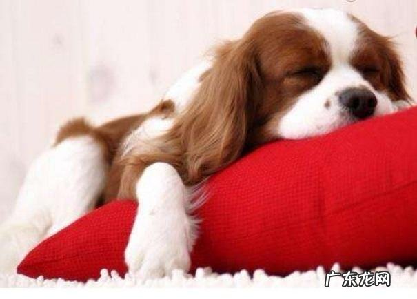 新买的狗狗不吃饭怎么解决