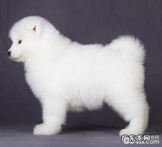 性情最温顺的狗狗都有哪些